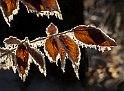 Boklöv vinter